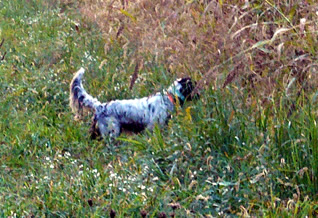 Brier, llewellyn setter male, pointing quail in PA