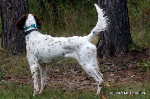 Blizzard's Browning Citori, an amazing llewellin setter bird dog