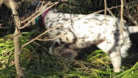 Mia pointing her first Ruffed Grouse, September 2010 in the Northwoods. Five months old.