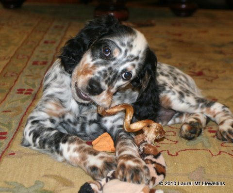 Lovely male tri-color pup out of Shay x Brier