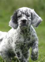 Ashland, a lovely blue belton female out of Shay, sired by Brier and living in Maine